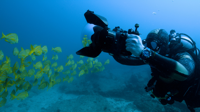 Diver Photographing Fish
